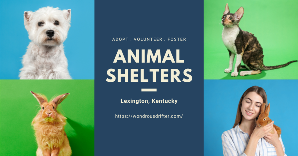 Animal Shelters in Lexington, Kentucky