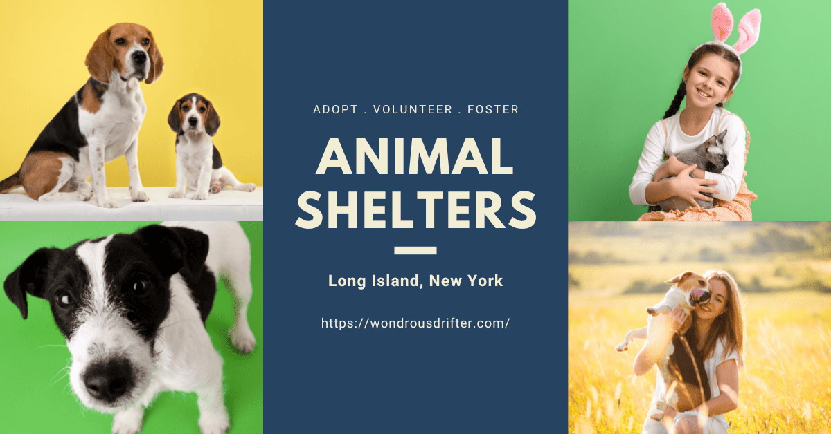 Animal Shelters in Long Island, New York