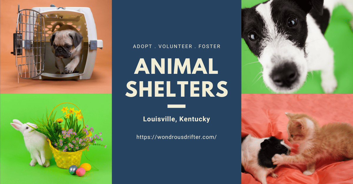 13 Animal Shelters in Louisville, Kentucky