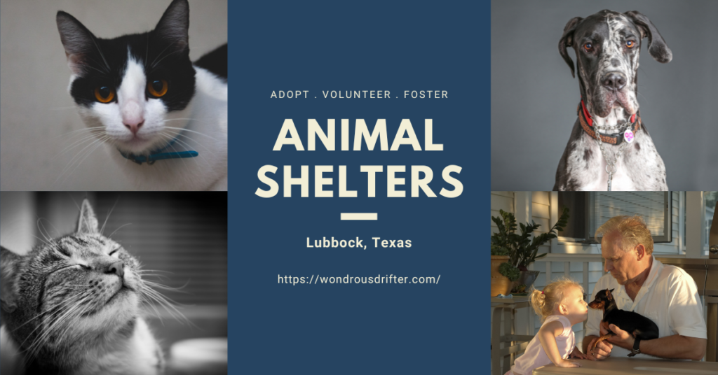 Animal Shelters in Lubbock, Texas
