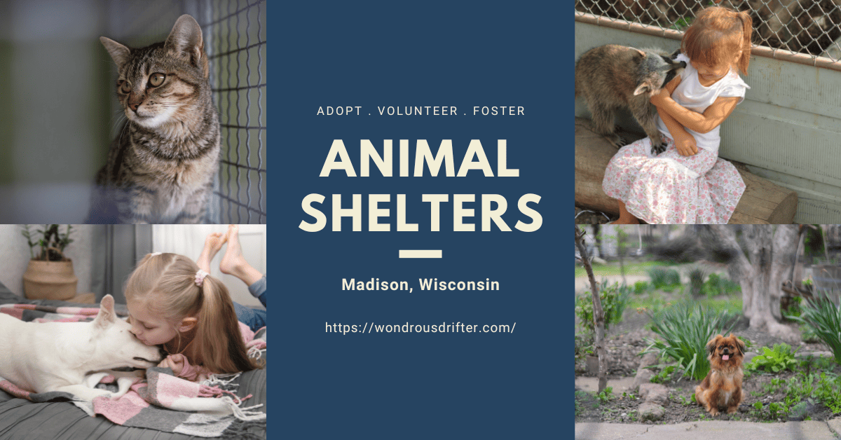 Animal Shelters in Madison, Wisconsin