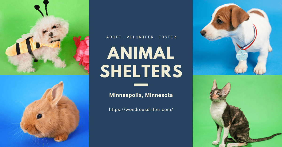 Animal Shelters in Minneapolis, Minnesota