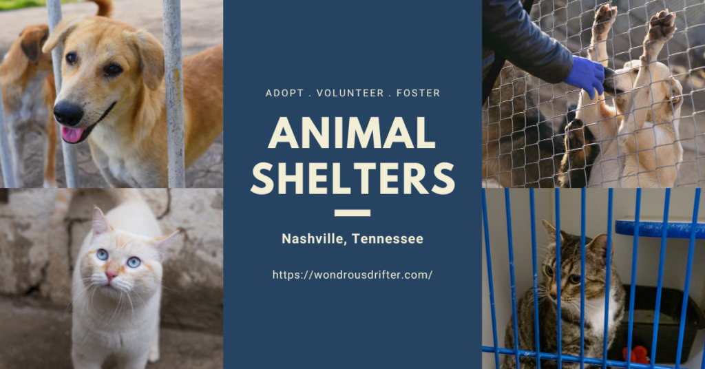 Animal Shelters in Nashville, Tennessee