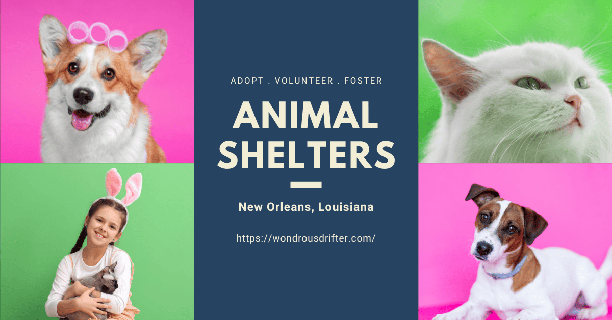 Animal Shelters in New Orleans, Louisiana