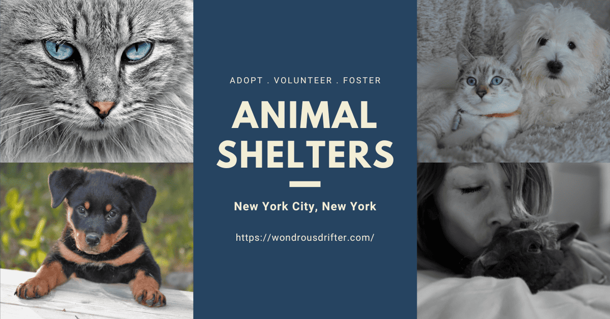 Animal Shelters in New York City, New York