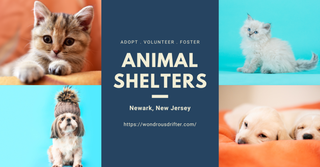 Animal Shelters in Newark, New Jersey