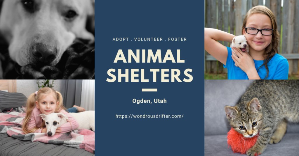 Animal Shelters in Ogden, Utah