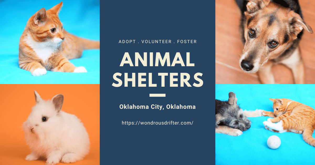 Animal Shelters in Oklahoma City, Oklahoma