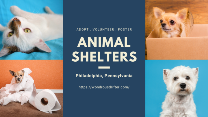 Animal Shelters in Philadelphia, Pennsylvania