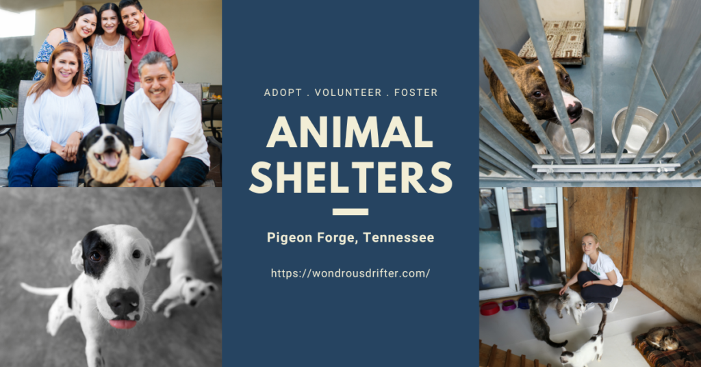 Animal Shelters in Pigeon Forge, Tennessee