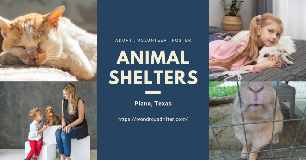 Animal Shelters in Plano, Texas