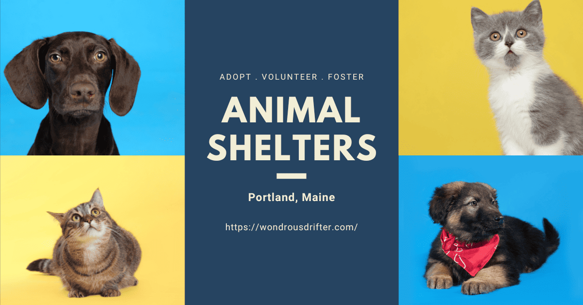 Animal Shelters in Portland, Maine