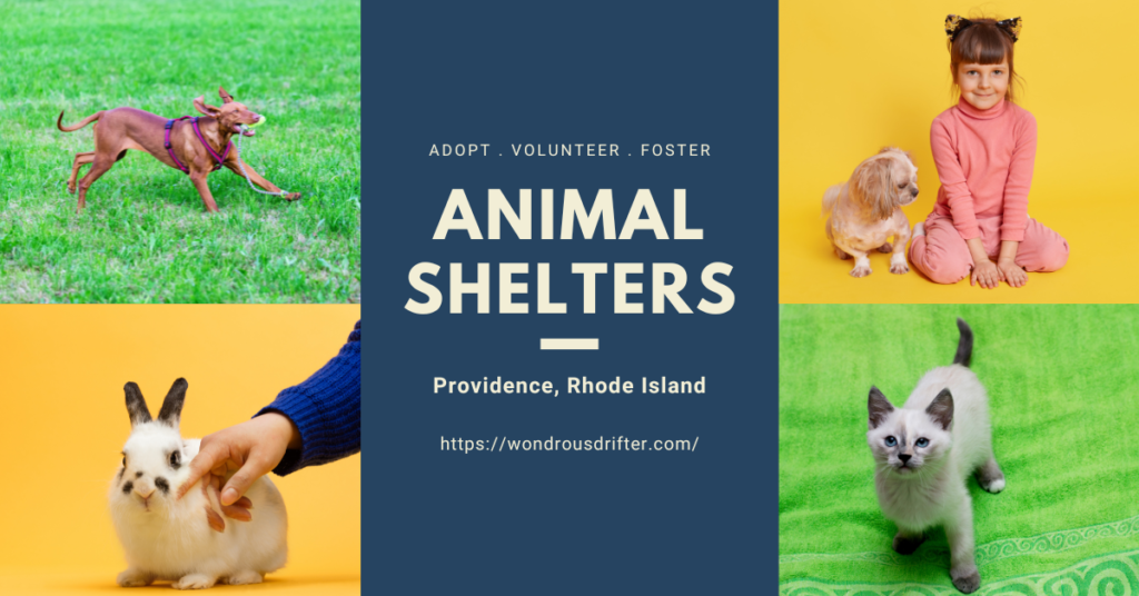 Animal Shelters in Providence, Rhode Island