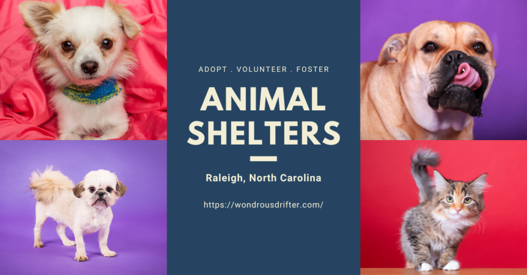Animal Shelters in Raleigh, North Carolina