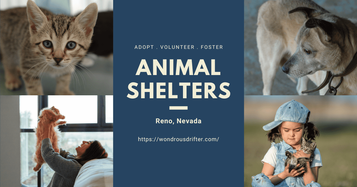 12 animal shelters in Reno, Nevada