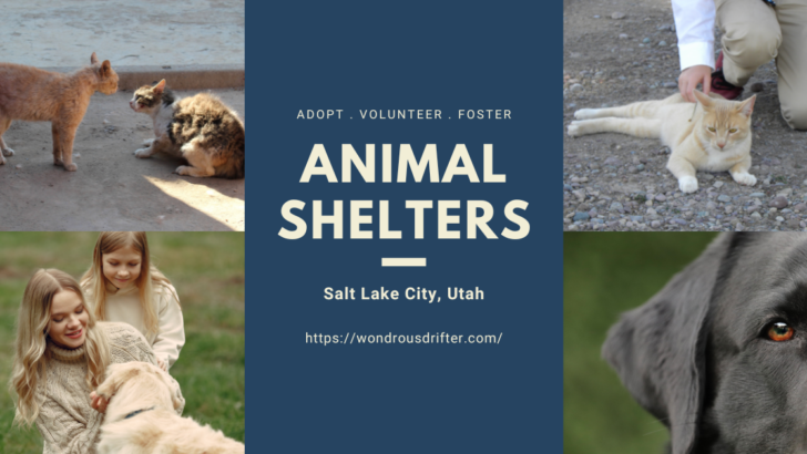 Animal Shelters in Salt Lake City, Utah