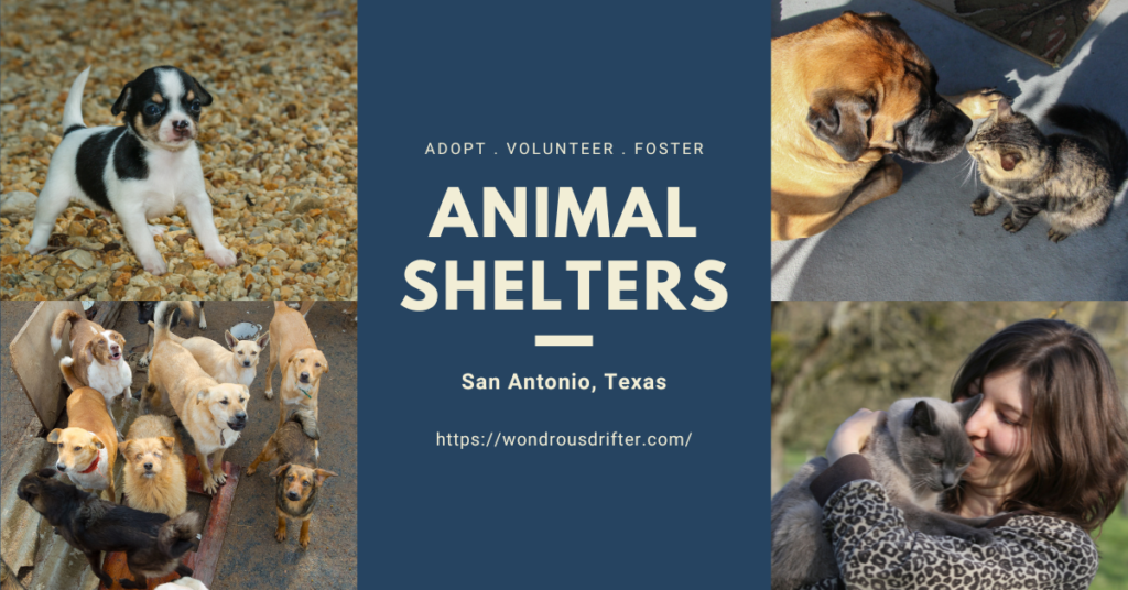Animal Shelters in San Antonio, Texas