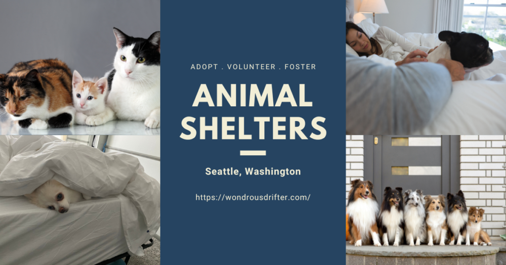 Animal Shelters in Seattle, Washington