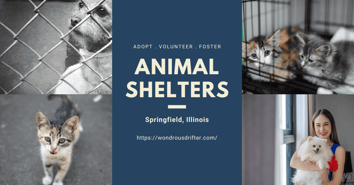 Animal Shelters in Springfield, Illinois
