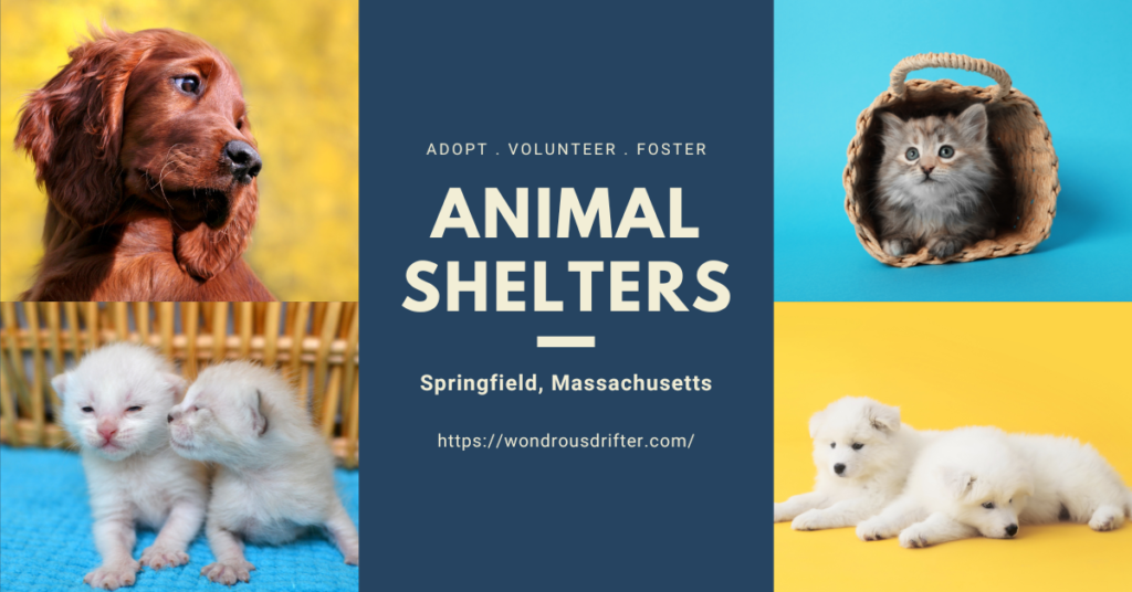 Animal Shelters in Springfield, Massachusetts