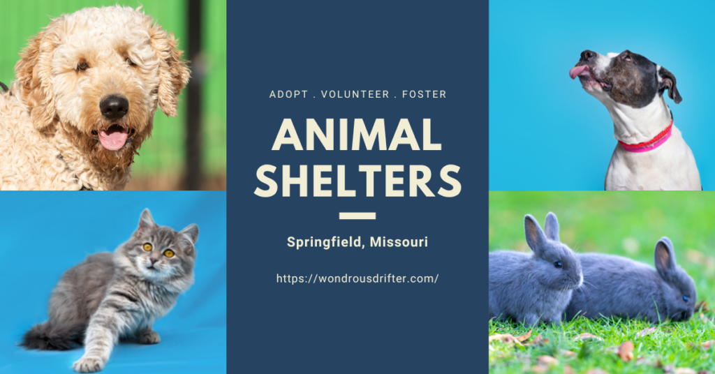 Animal Shelters in Springfield, Missouri