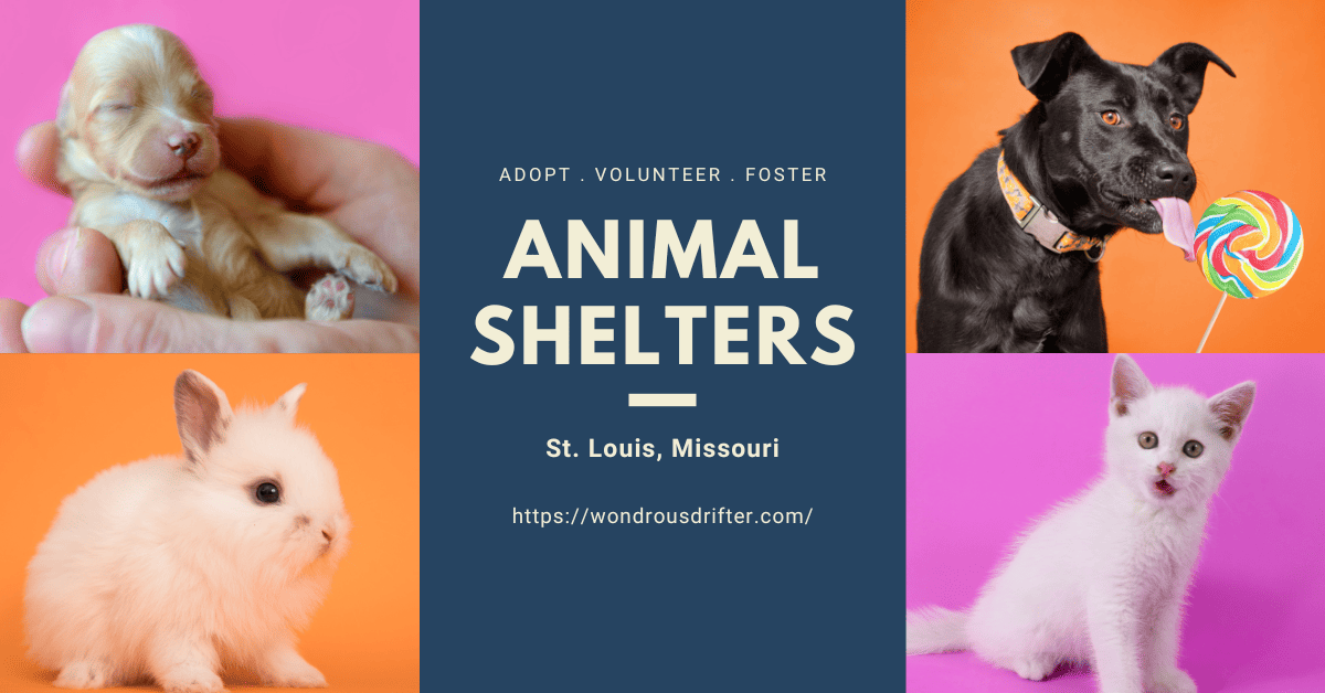 Animal Shelters in St. Louis, Missouri