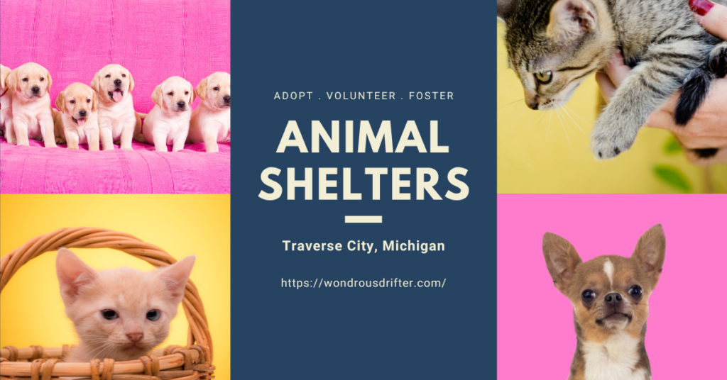 Animal Shelters in Traverse City, Michigan