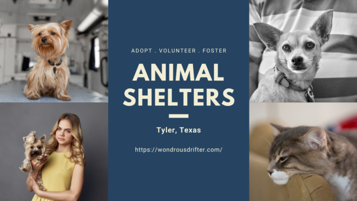 Animal Shelters in Tyler, Texas
