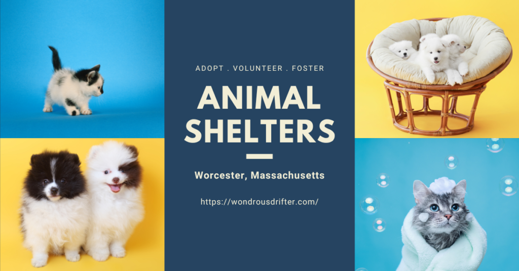 Animal Shelters in Worcester, Massachusetts