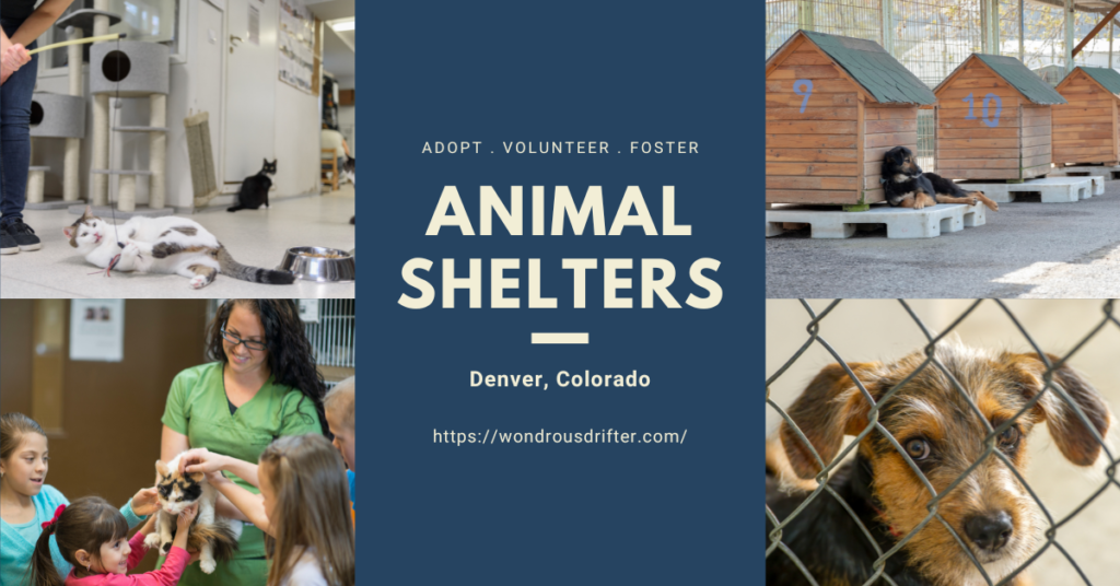 Animal shelters in Denver, Colorado