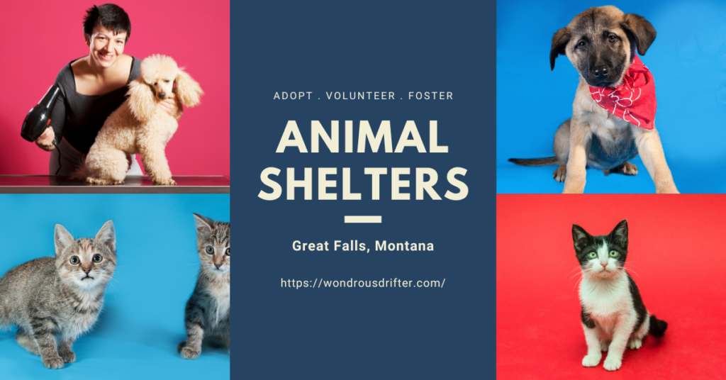 Animal shelters in Great Falls, Montana