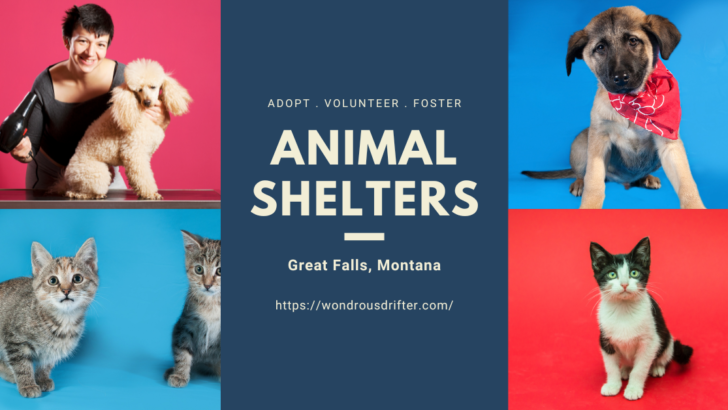 Animal shelters in Great Falls, Montana