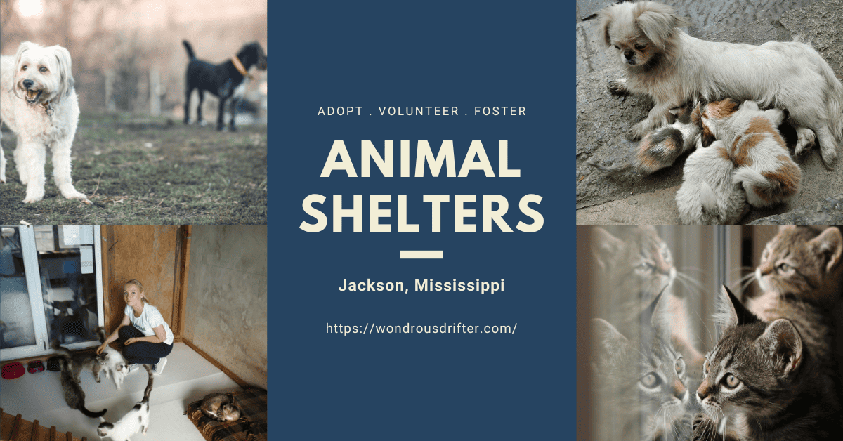 animal shelters in Jackson, Mississippi