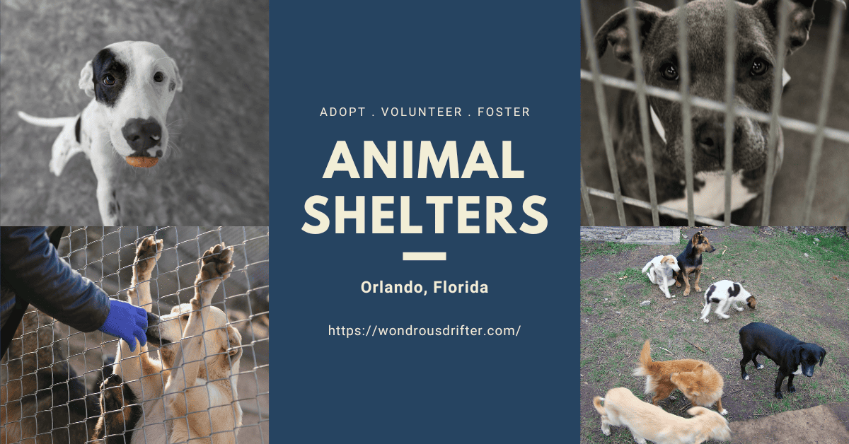 Animal shelters in Orlando, Florida