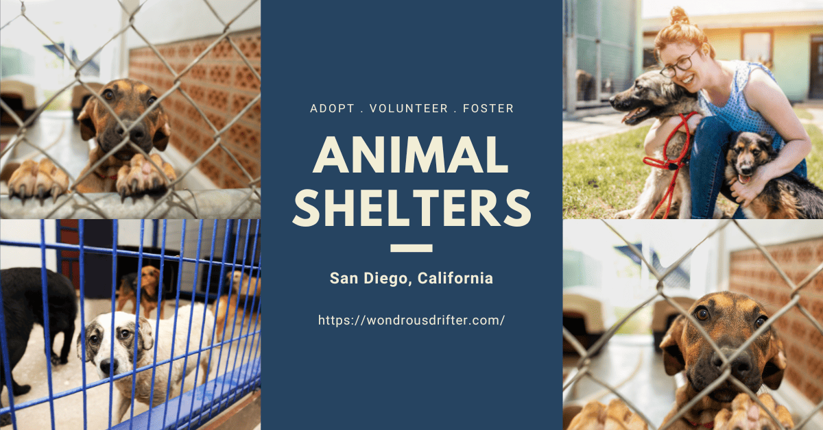 Animal shelters in San Diego, California