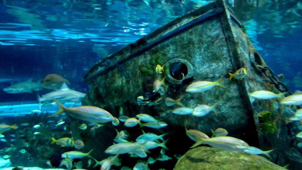 Ripley's Aquarium of the Smokies, Gatlinburg, Tennessee