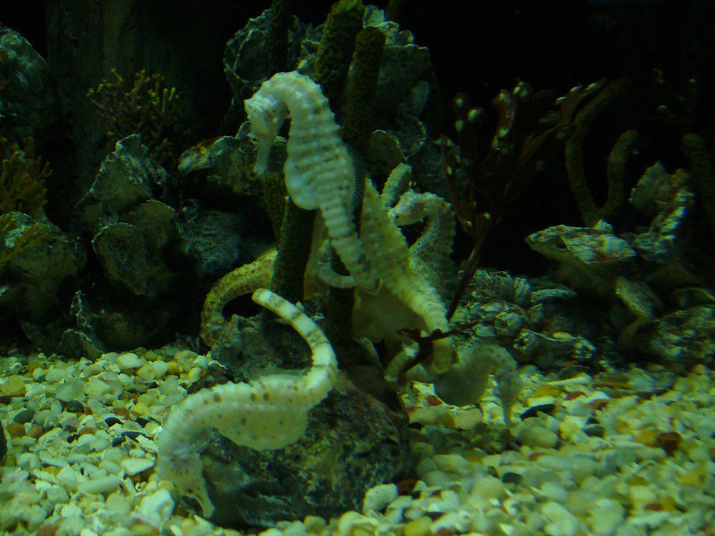 Tennessee Aquarium, Chattanooga, Tennessee