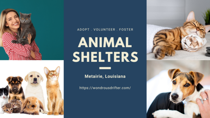 Animal Shelters in Metairie, Louisiana