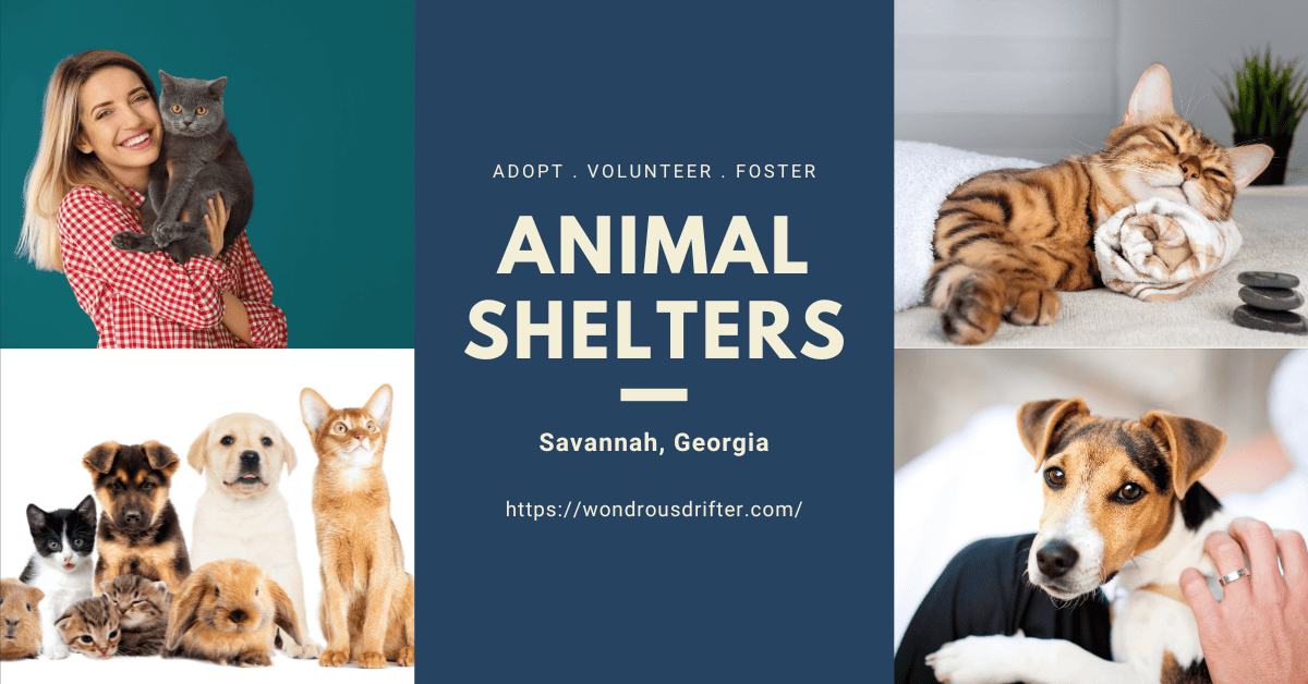 Animal Shelters in Savannah, Wondrous Drifter