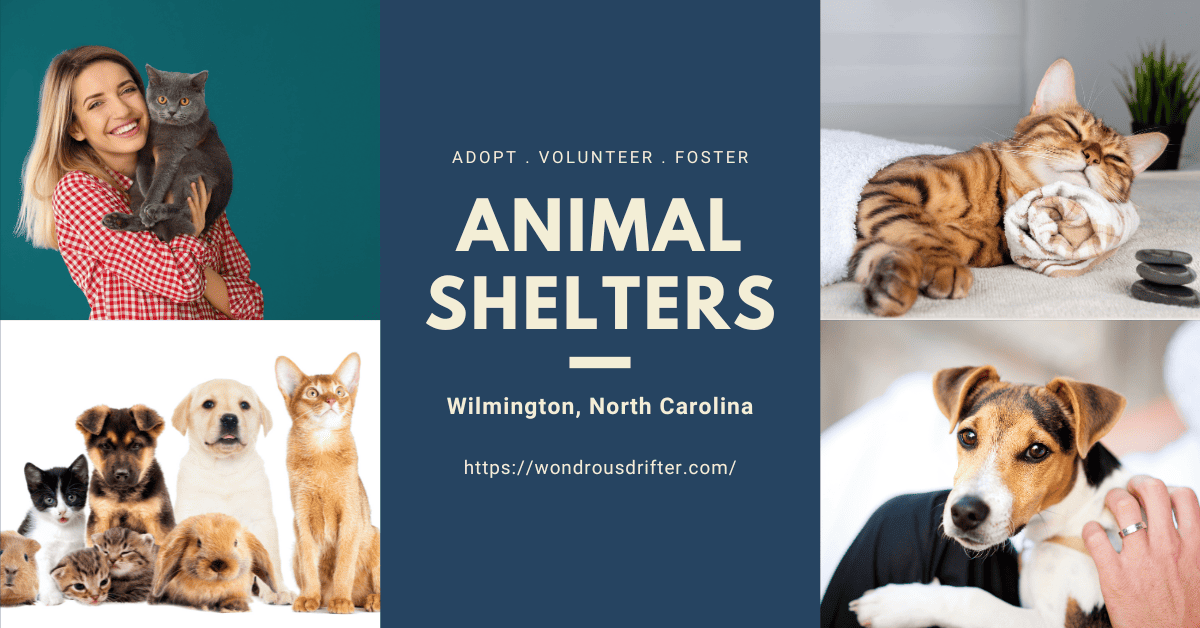 Animal Shelters in Wilmington, North Carolina