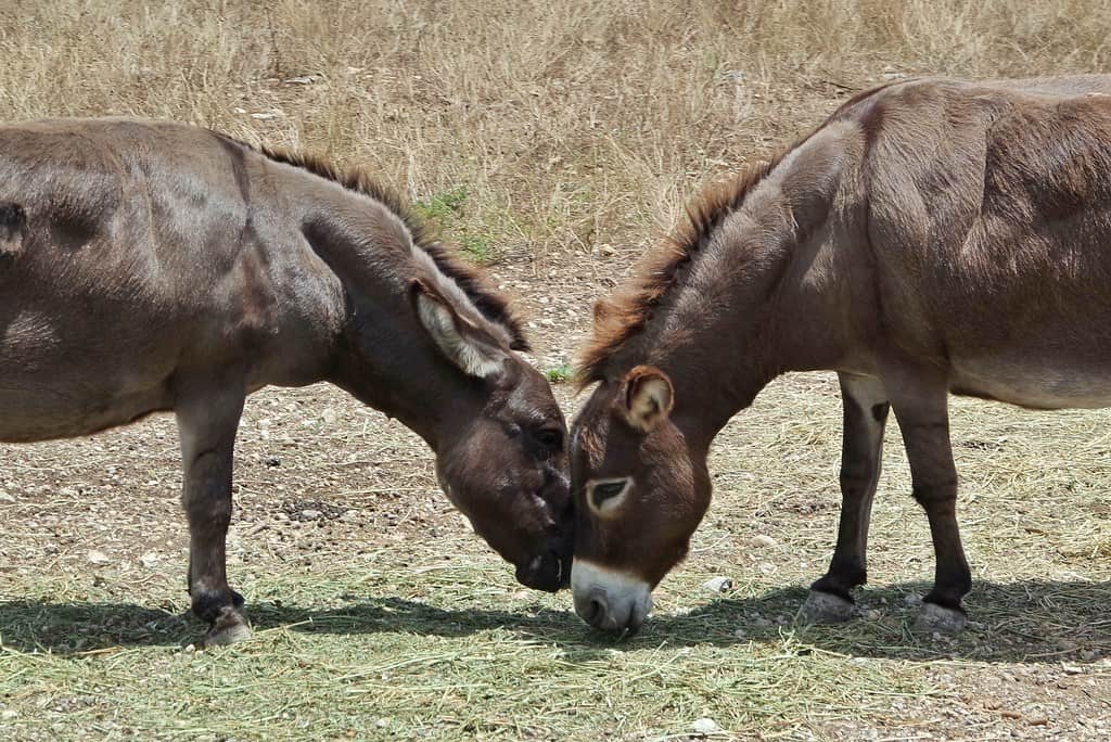 Natural Bridge Wildlife Ranch, San Antonio, Texas