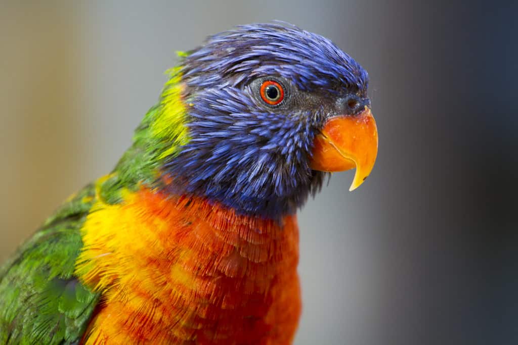 San Antonio Zoo, Texas