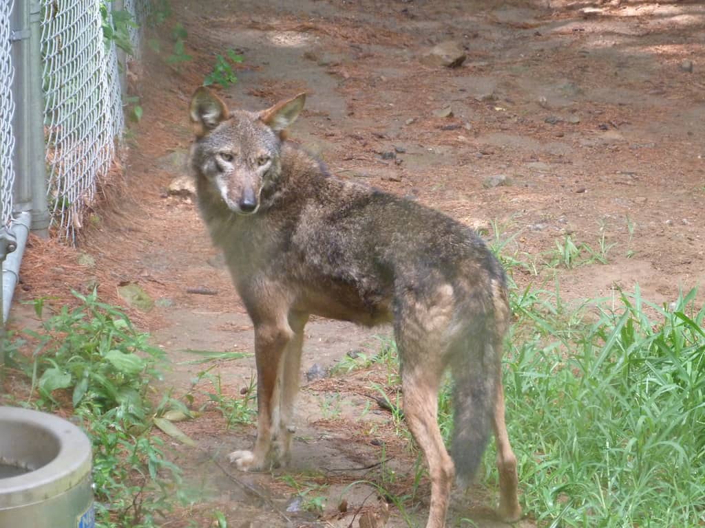 Beardsley Zoo, Bridgeport, Connecticut