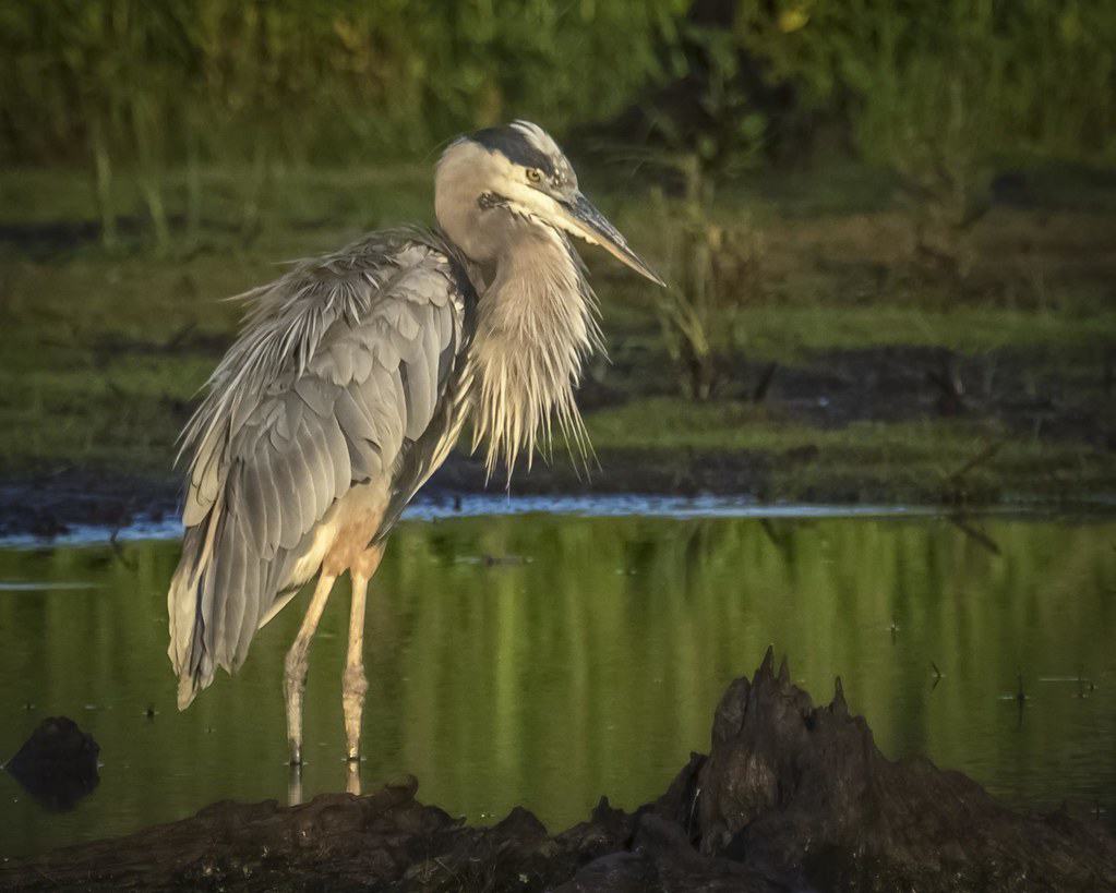 Bombay Hook National Wildlife Refuge, Dover, Delaware