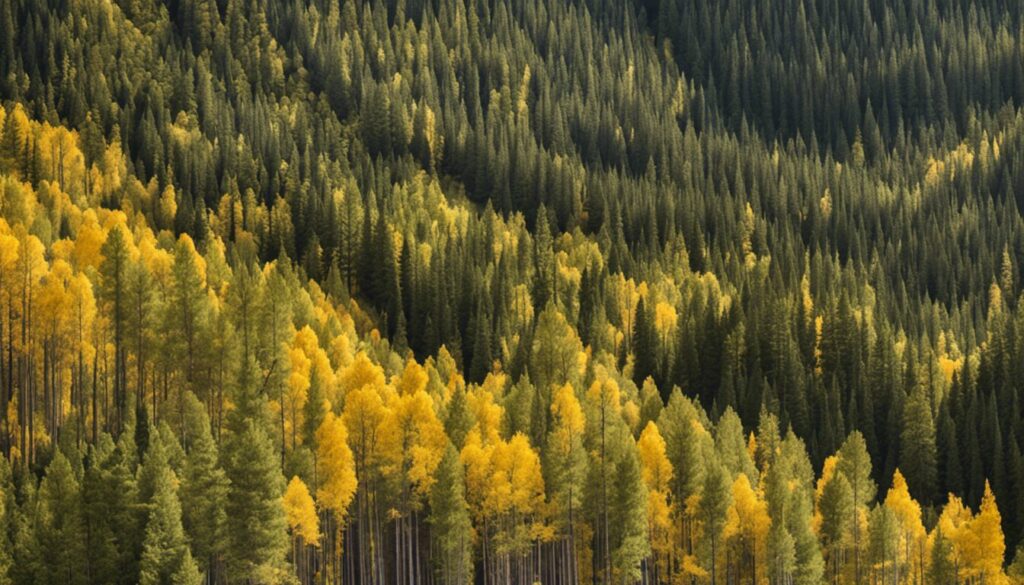 Rio Grande National Forest, Creede, Colorado
